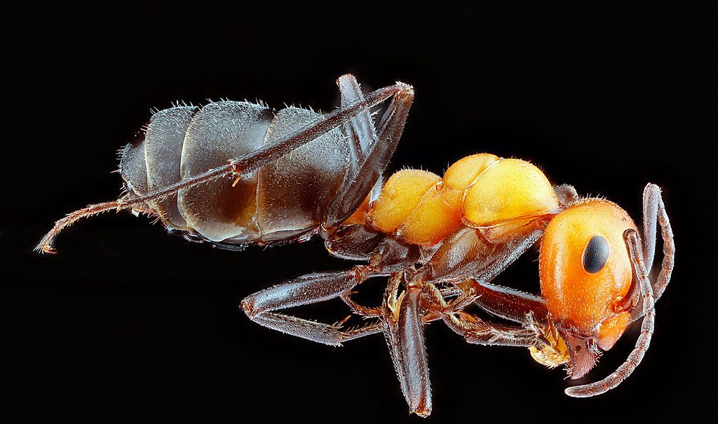Ant Control service in Redmond, WA
