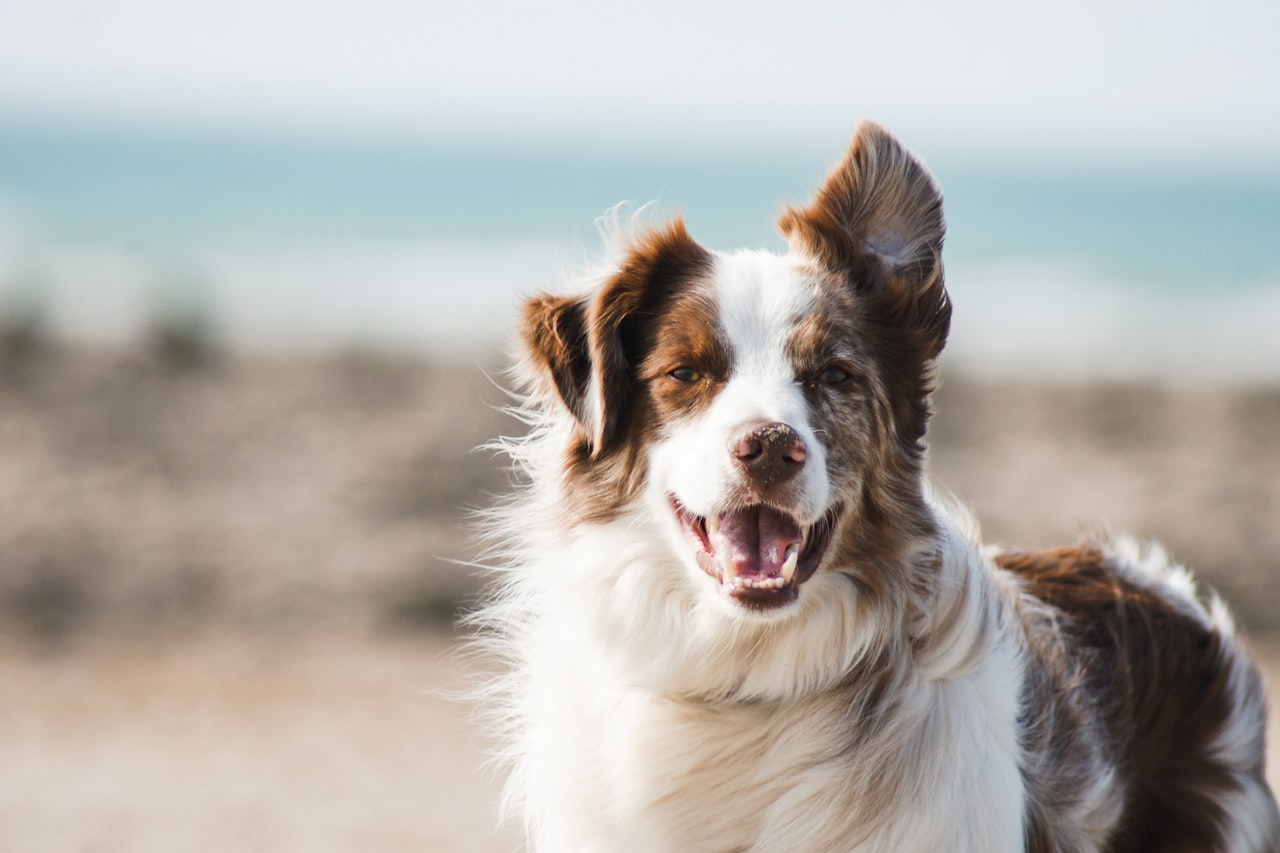 Flea & Tick Control service in Redmond, WA