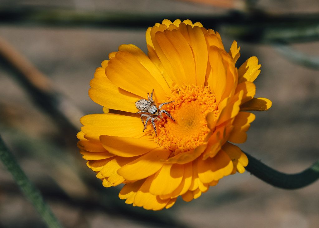 Spider Control service in Redmond, WA